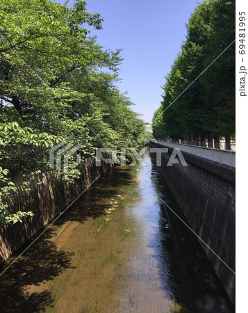 東京の並木と川の風景 69481995