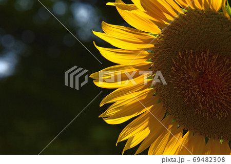 ヒマワリの花 ヒマワリの花 69482308