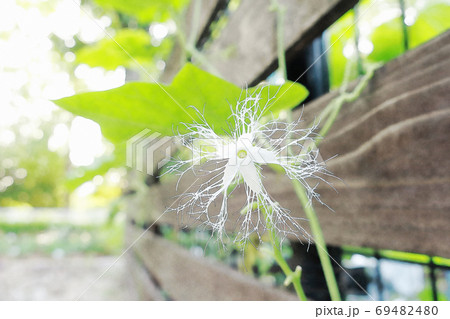 朝日を浴びて生き生きと成長した白い花「ヘビウリの花」水彩画風 69482480