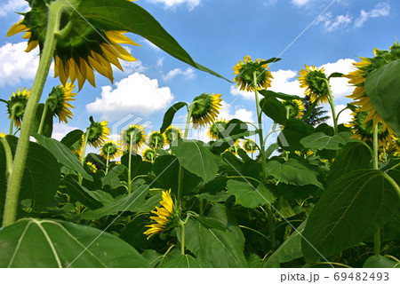 ヒマワリの花 ヒマワリの花 69482493