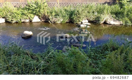 いたち川 横浜市栄区 土木学会デザイン賞 栄区シンボルリバー いたち川 横浜市栄区 土木学会デザイン賞 栄区シンボルリバー 69482687