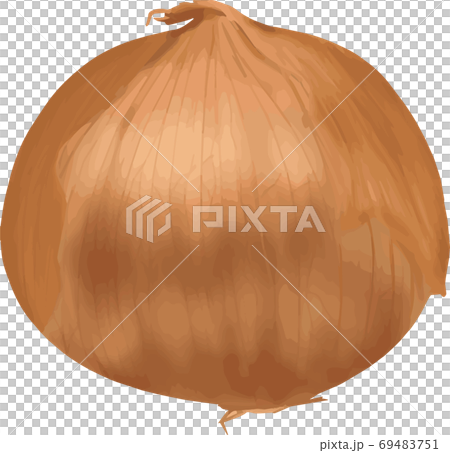リアルな玉ねぎのイラスト のイラスト素材