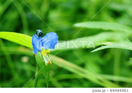 ツユクサ(露草)の花弁に付いた虫こぶ(虫えい) ツユクサ(露草)の花弁に付いた虫こぶ(虫えい) 69484061