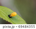 サナギになったばかりのナナホシテントウ 03 69484355