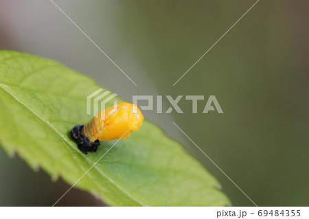サナギになったばかりのナナホシテントウ 03 サナギになったばかりのナナホシテントウ 03 69484355