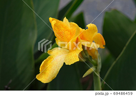 カンナの花の写真素材