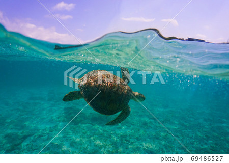 エメラルド色の海を泳ぐウミガメ 69486527