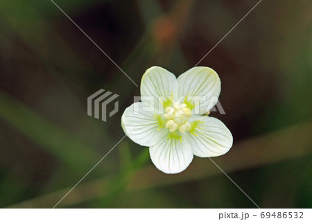 ウメバチソウの花一輪－宮床湿原　福島県南会津町 69486532