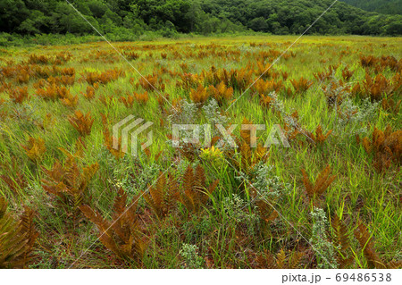 ヤマドリゼンマイが色づいた初秋の湿原－宮床湿原　福島県南会津町 69486538