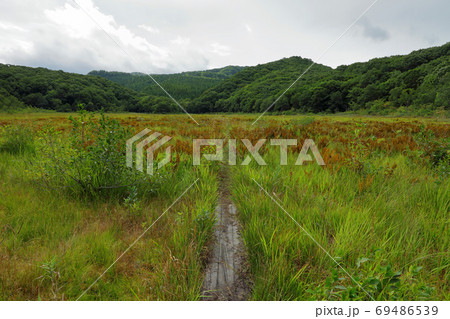 ヤマドリゼンマイが色づいた初秋の湿原－宮床湿原　福島県南会津町 69486539