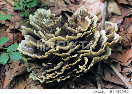 湿原の周縁林に発生したキノコ－宮床湿原　福島県南会津町 69486540