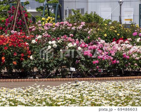 広尾防災公園(市川市)の花の広場(バラ園) 広尾防災公園(市川市)の花の広場(バラ園) 69486603