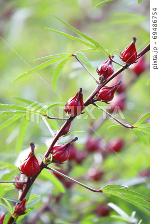 ハイビスカス・ローゼル 赤い実 の写真素材 [69486754] - PIXTA