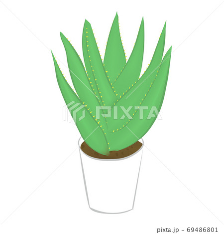 観葉植物のアロエ ベクターのイラスト のイラスト素材
