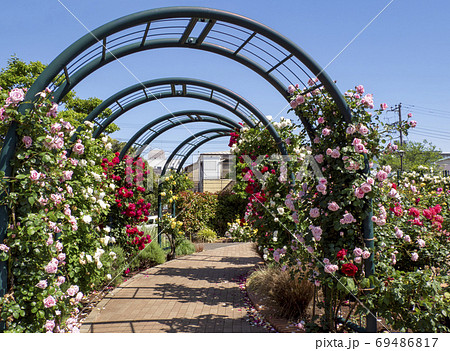 広尾防災公園(市川市)の花の広場(バラ園) 広尾防災公園(市川市)の花の広場(バラ園) 69486817