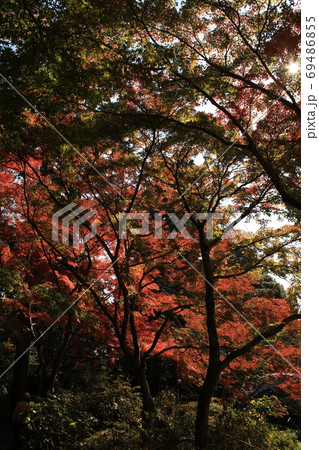 筑波観光鉄道の宮脇駅の紅葉 筑波観光鉄道の宮脇駅の紅葉 69486855