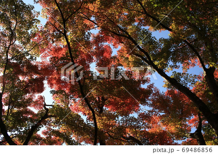 筑波観光鉄道の宮脇駅の紅葉 筑波観光鉄道の宮脇駅の紅葉 69486856
