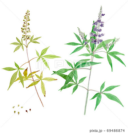 Vitex Agnus Castus セイヨウニンジンボクの花と実のイラスト素材