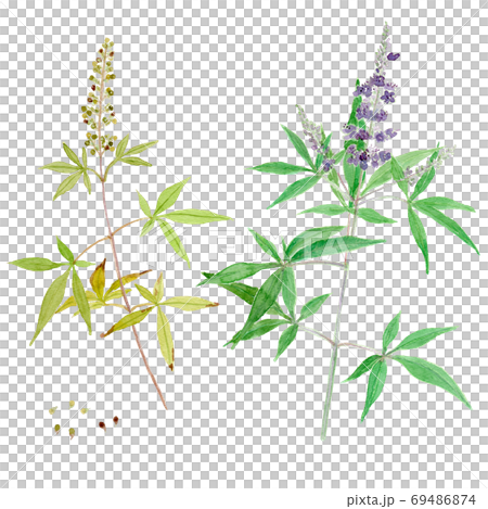 Vitex agnus-castus セイヨウニンジンボクの花と実 69486874