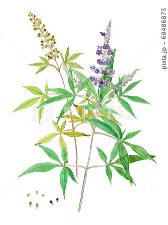 Vitex Agnus Castus セイヨウニンジンボクの花と実のイラスト素材