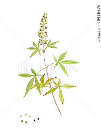 Vitex agnus-castus セイヨウニンジンボクの実 69486876