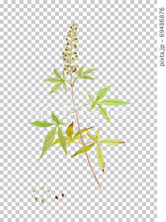 Vitex agnus-castus Chaste tree fruit 69486876