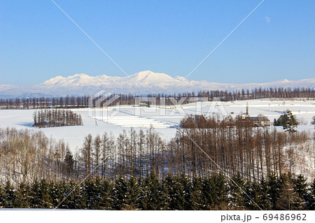 雪山とカラマツ林 69486962