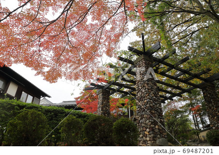 紅葉した大木（名古屋市覚王山　揚輝荘） 69487201