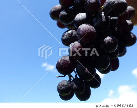 ぶどう　ブドウ　葡萄 69487332
