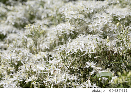 センニンソウ 69487411