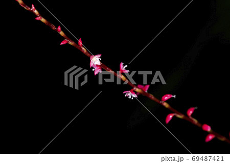 ミズヒキ ミズヒキ 69487421