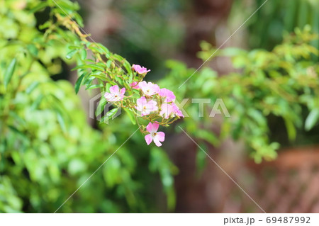 バラの花 バレリーナの写真素材