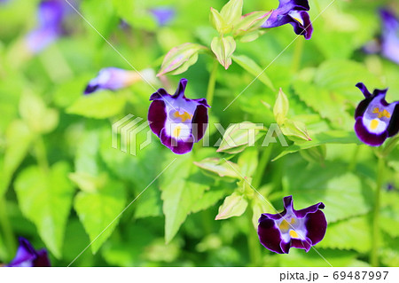 トレニアの花の写真素材