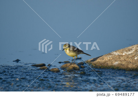 鳥 野鳥 バーディー 69489177