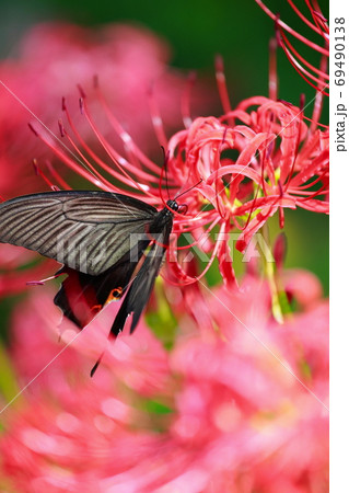 蝶の食事 69490138