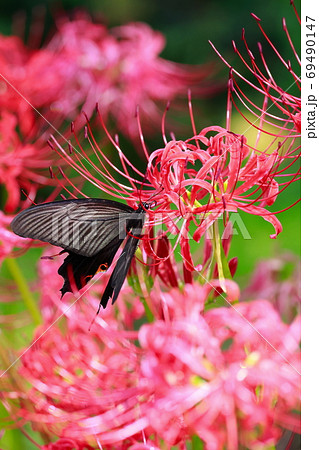 蝶の食事 蝶の食事 69490147