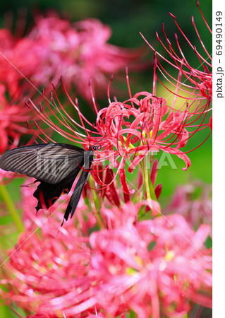 蝶の食事 69490149