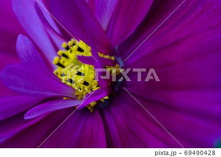 blooming wild purple flower cosmea close-up. 69490428