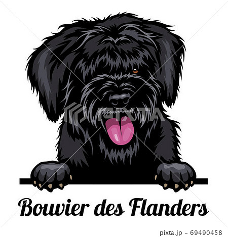 Head Bouvier des Flanders - dog breed. Color image of a dogs head isolated on a white background Head Bouvier des Flanders - dog breed. Color image of a dogs head isolated on a white background 69490458