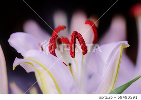 Luxury best blooming white Lily Luxury best blooming white Lily 69490591
