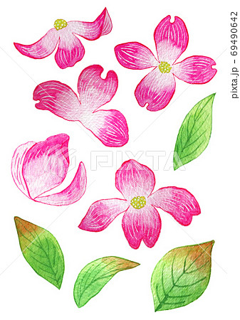 ハナミズキのイラスト素材 ハナミズキのイラスト素材