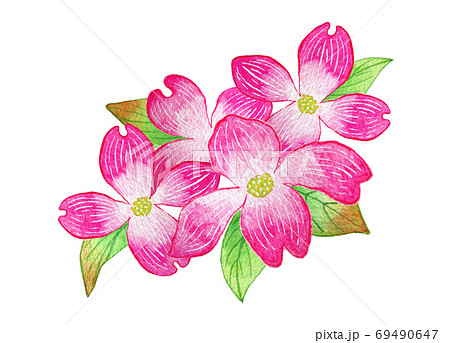 ハナミズキ ハナミズキ 69490647