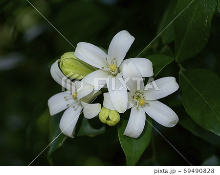 White flower of Orange Jessamine, Satin wood, Murraya exotica tr 69490828