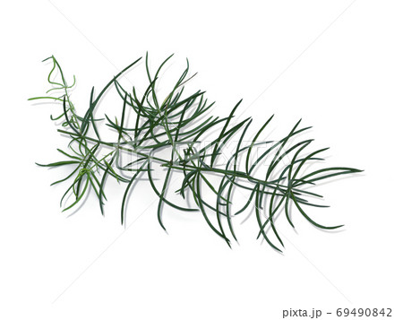 Close up of Shatavari plant on white background. Close up of Shatavari plant on white background. 69490842
