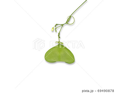 Balloon vine plant. (Cardiospermum halicacabum) 69490878