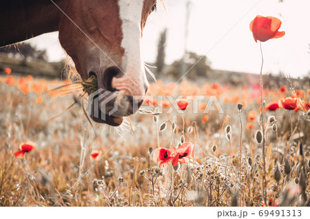 Beautiful red horse with long black mane in spring field Beautiful red horse with long black mane in spring field 69491313