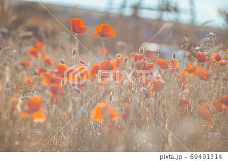 the red Field of poppies close up the red Field of poppies close up 69491314