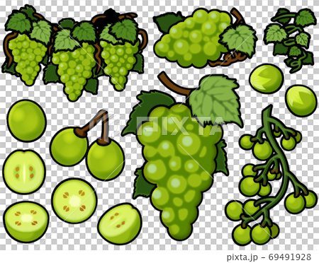 各種馬斯喀特 69491928