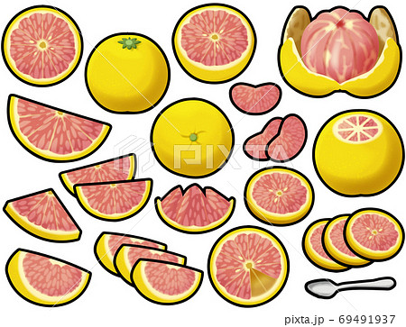 色々なピンクグレープフルーツのイラスト素材