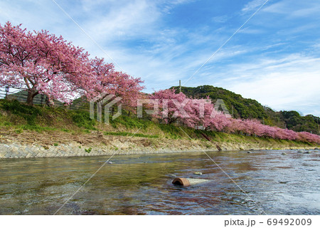 河津桜 河津桜 69492009